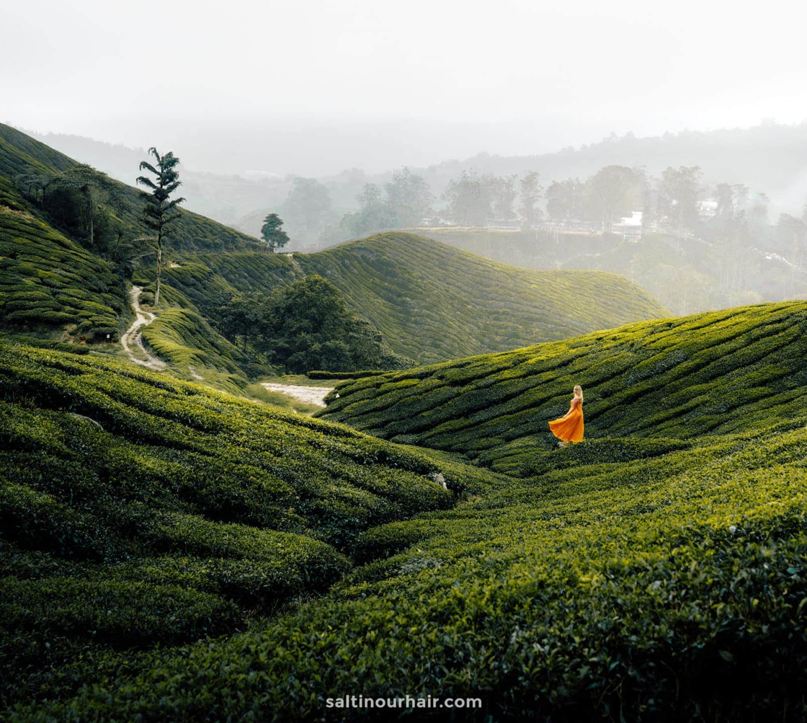 Best Things to do in Cameron Highlands, Malaysia